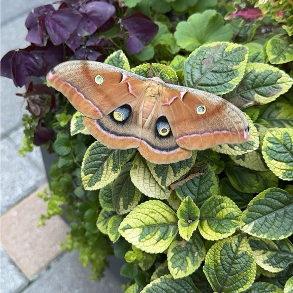 Meet your Posher, Sam - Picture 2 of 2